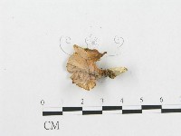 登錄號:F0013435藏品圖，第3張