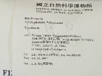 栓菌屬藏品圖，第2張