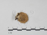 栓菌屬藏品圖，第3張