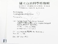 多孔菌屬藏品圖，第2張