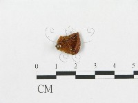 多孔菌屬藏品圖，第1張