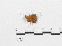 多孔菌屬藏品圖，第3張