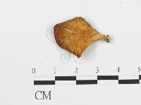 多孔菌屬藏品圖，第3張