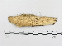登錄號:F0013444藏品圖，第3張