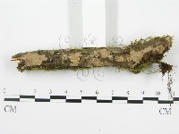 登錄號:F0013453藏品圖，第4張