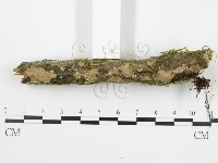 登錄號:F0013453藏品圖，第5張