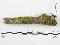 登錄號:F0013453藏品圖，第6張