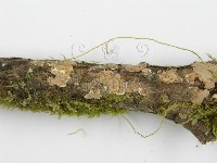 登錄號:F0013453藏品圖，第8張