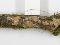 登錄號:F0013453藏品圖，第9張