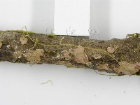登錄號:F0013453藏品圖，第10張