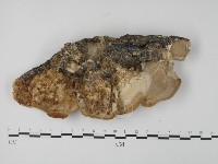 栓菌屬藏品圖，第3張