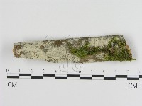 絲皮菌屬藏品圖，第1張