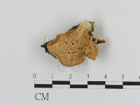 登錄號:F0013459藏品圖，第1張