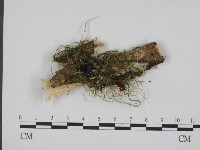 登錄號:F0013461藏品圖，第1張