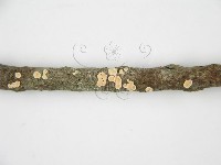登錄號:F0013462藏品圖，第6張