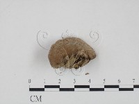 登錄號:F0013472藏品圖，第3張