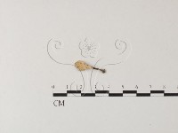 相鄰小孔菌藏品圖，第3張
