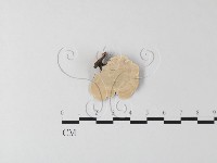相鄰小孔菌藏品圖，第3張