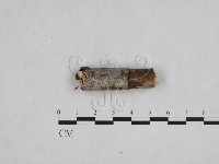 登錄號:F0013478藏品圖，第3張