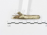 射脈菌屬藏品圖，第3張