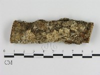 刺皮菌屬藏品圖，第1張