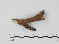 登錄號:F0013482藏品圖，第1張