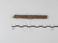 小皮傘屬藏品圖，第1張