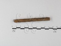 小皮傘屬藏品圖，第3張