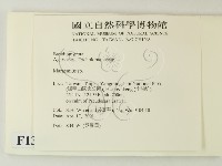 小皮傘屬藏品圖，第2張