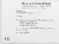 阿太菌屬藏品圖，第2張