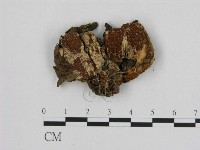 寡孔菌屬藏品圖，第3張