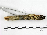 花耳屬藏品圖，第3張