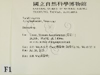 韌革菌屬藏品圖，第2張