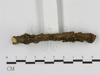 刺革菌屬藏品圖，第1張