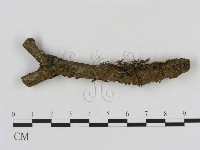 刺革菌屬藏品圖，第3張