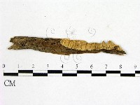 顯絲菌屬藏品圖，第1張