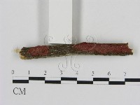 刺革菌屬藏品圖，第1張