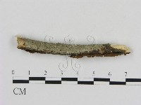 刺革菌屬藏品圖，第3張