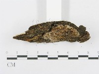 射脈菌屬藏品圖，第3張