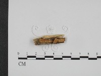 登錄號:F0013504藏品圖，第1張