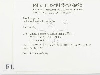 射脈菌屬藏品圖，第2張