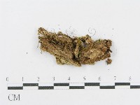 射脈菌屬藏品圖，第3張