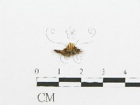 登錄號:F0013511藏品圖，第1張