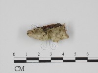 附毛菌屬藏品圖，第1張