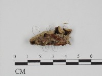 附毛菌屬藏品圖，第3張