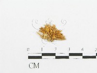 登錄號:F0013514藏品圖，第1張