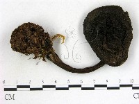 登錄號:F0013515藏品圖，第1張