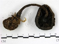 登錄號:F0013515藏品圖，第3張