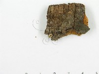 登錄號:F0013516藏品圖，第4張