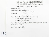 阿太菌屬藏品圖，第2張